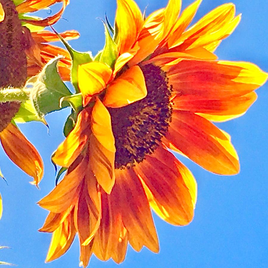 Sunflower Sunshine 2 Photograph by Christine McCole