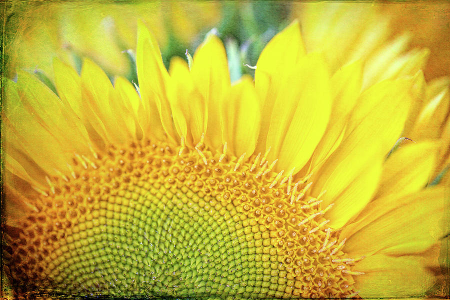 Sunflower Sunshine Photograph by JoAnn Silva