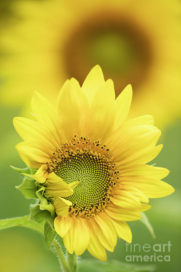 Sunflower Sunshine Photograph by Linda D Lester
