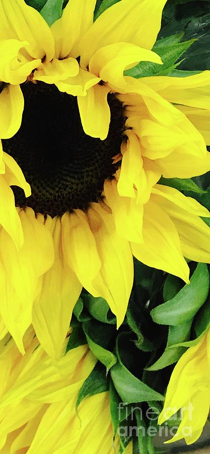 Sunflower Sunshine Photograph by Michael Krek