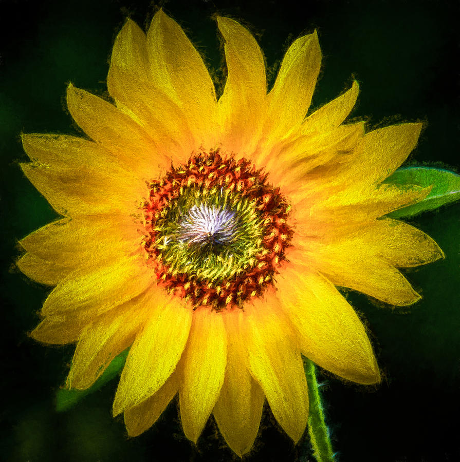 Sunflower - Sunshine On A Stem Photograph