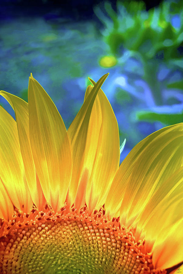 Sunflower Sunshine Digital Art by Pennie McCracken