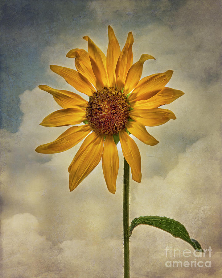 Sunflower Sunshine Photograph by Priscilla Burgers