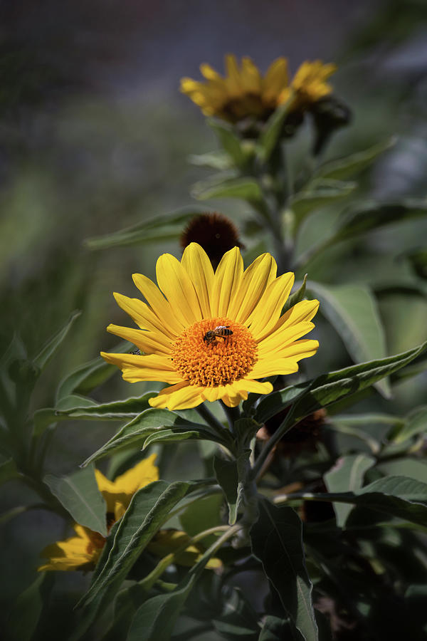 Sunflower Sunshine  Photograph by Saija Lehtonen