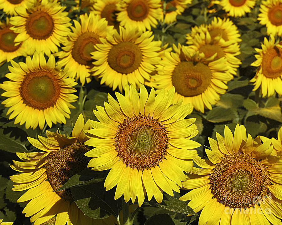 Sunflower Sunshine Photograph by Timothy Flanigan