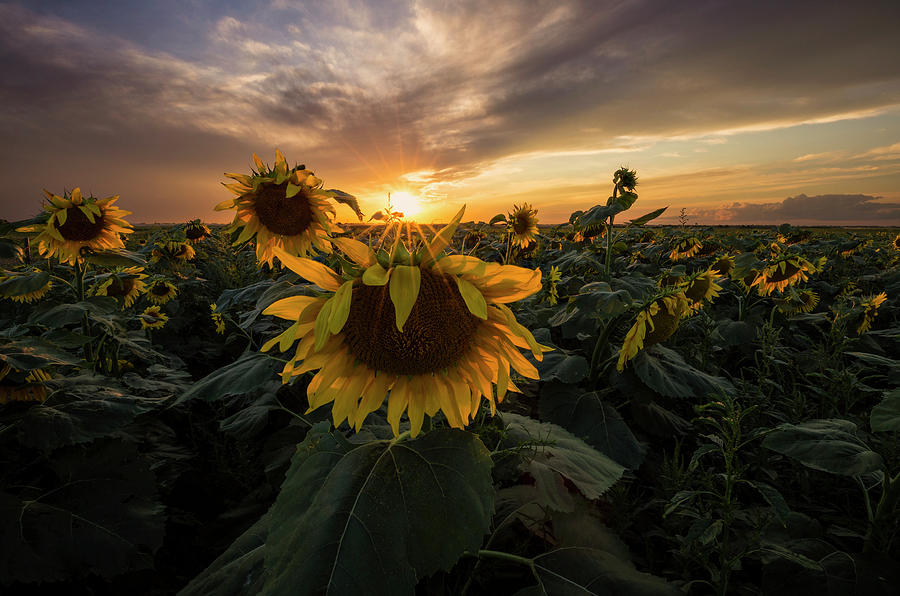Sun Star Photograph - Sunflower Sunstar  by Aaron J Groen