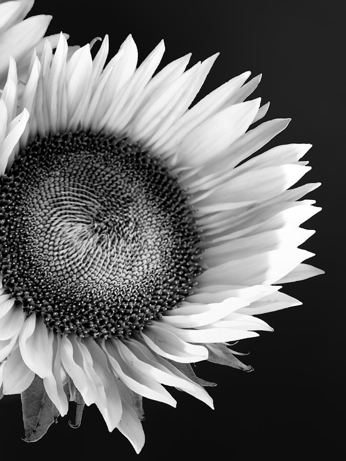 Sunflower Photograph - Sunflower Supermodel by William Dey