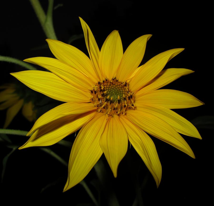 Sunflower Photograph by Susan Lindblom | Fine Art America