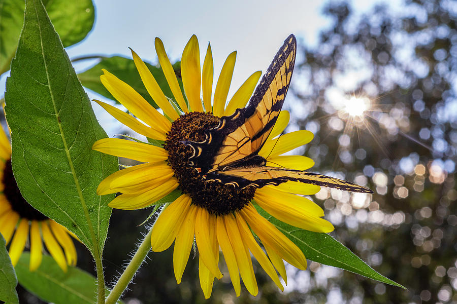 Sunflower Swallowtail Photograph