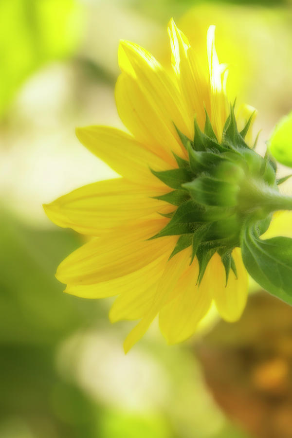 Sunflower Sweet Digital Art by Terry Davis