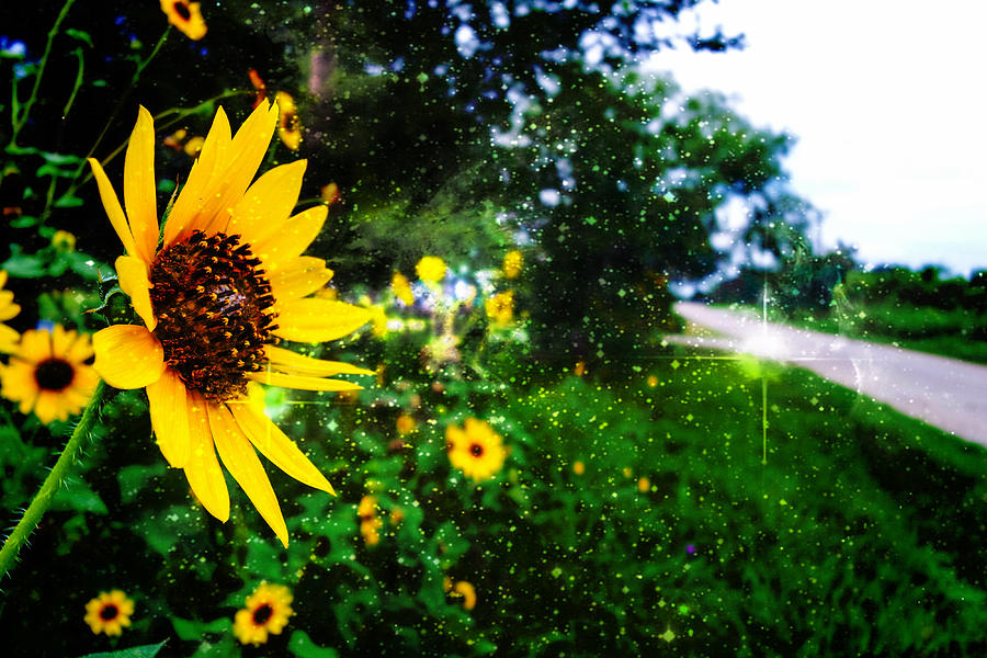 Sunflower Synergy Photograph by Marisela Mungia