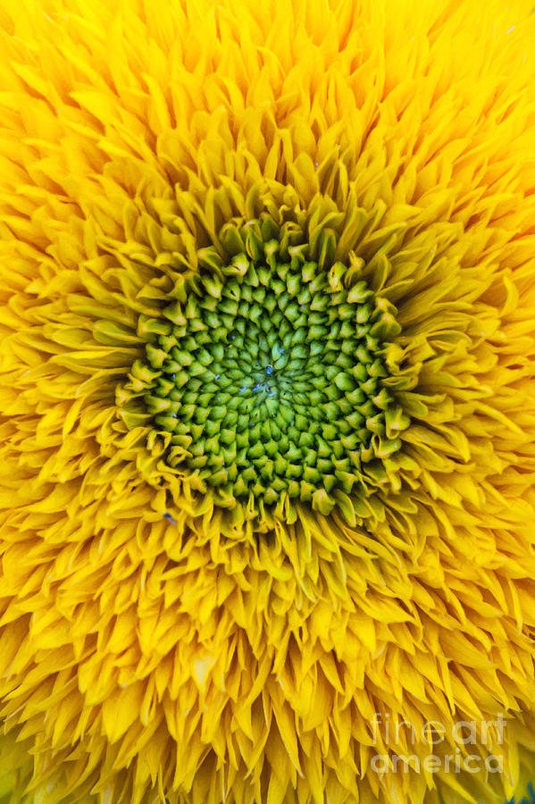 Sunflower Photograph - Sunflower Teddy Bear by Tim Gainey