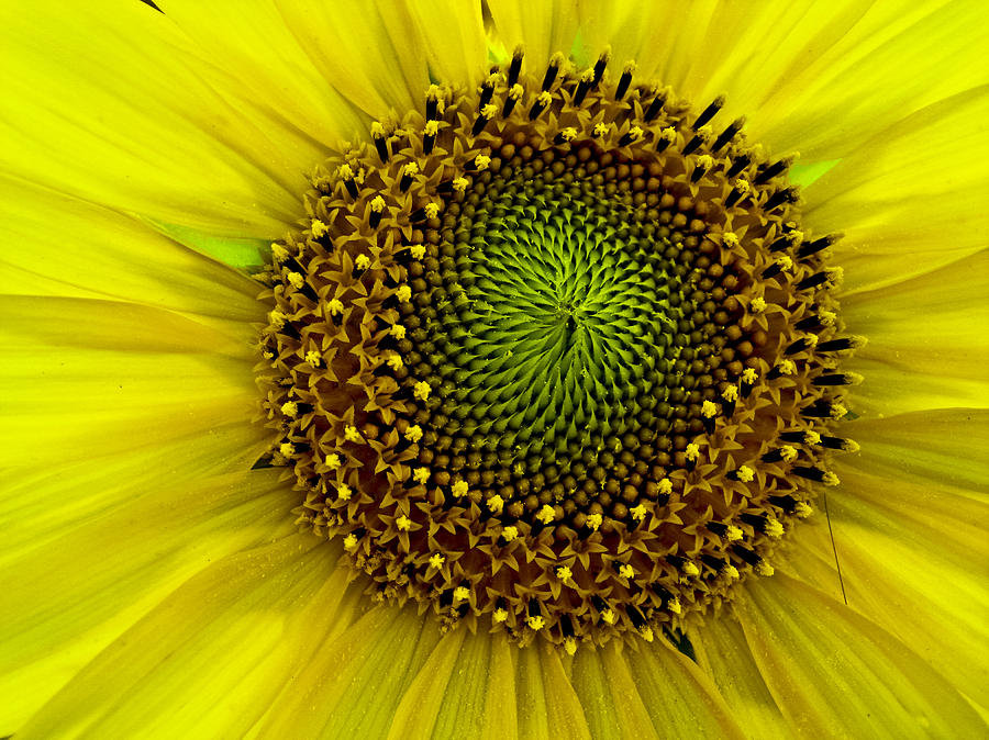 Sunflower Texture Photograph by Florin Cnejevici