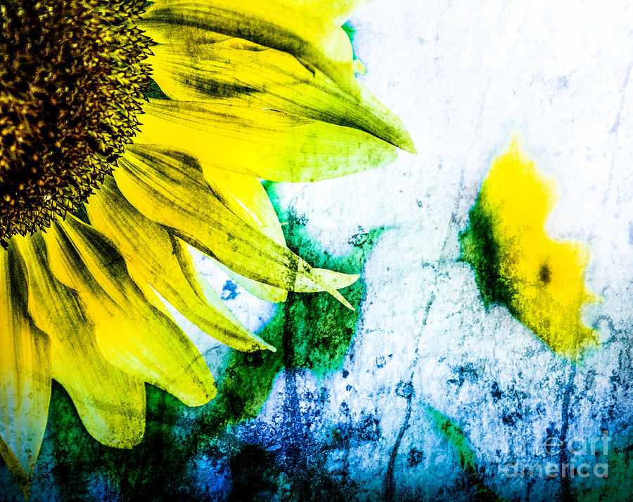 Sunflower Texture Photograph by Michael Arend