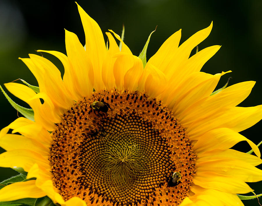 Sunflower that Looks Like the Sun Photograph by Leah Palmer