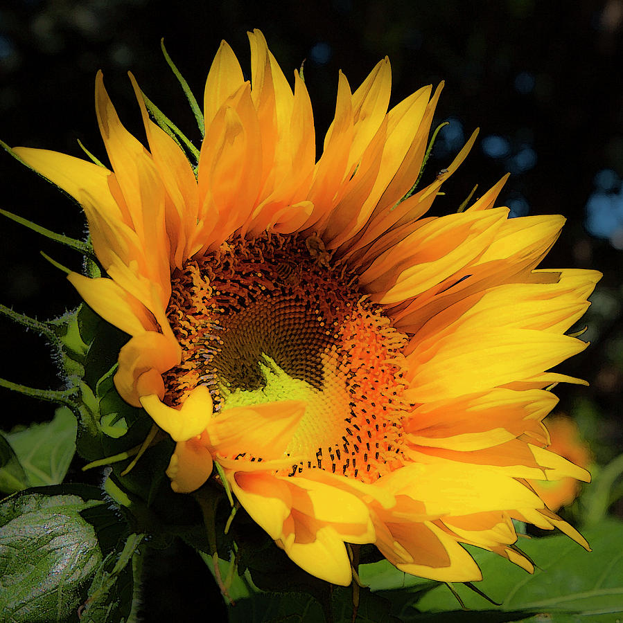 Sunflower Photograph by Theresa Tahara