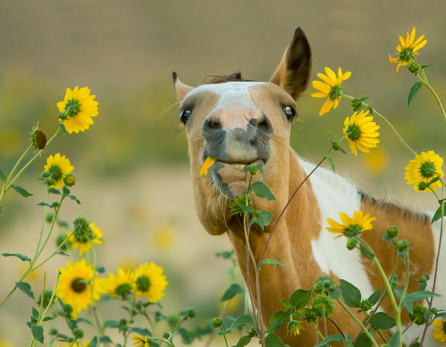 Nature Photograph - Sunflower Thief by Kent Keller