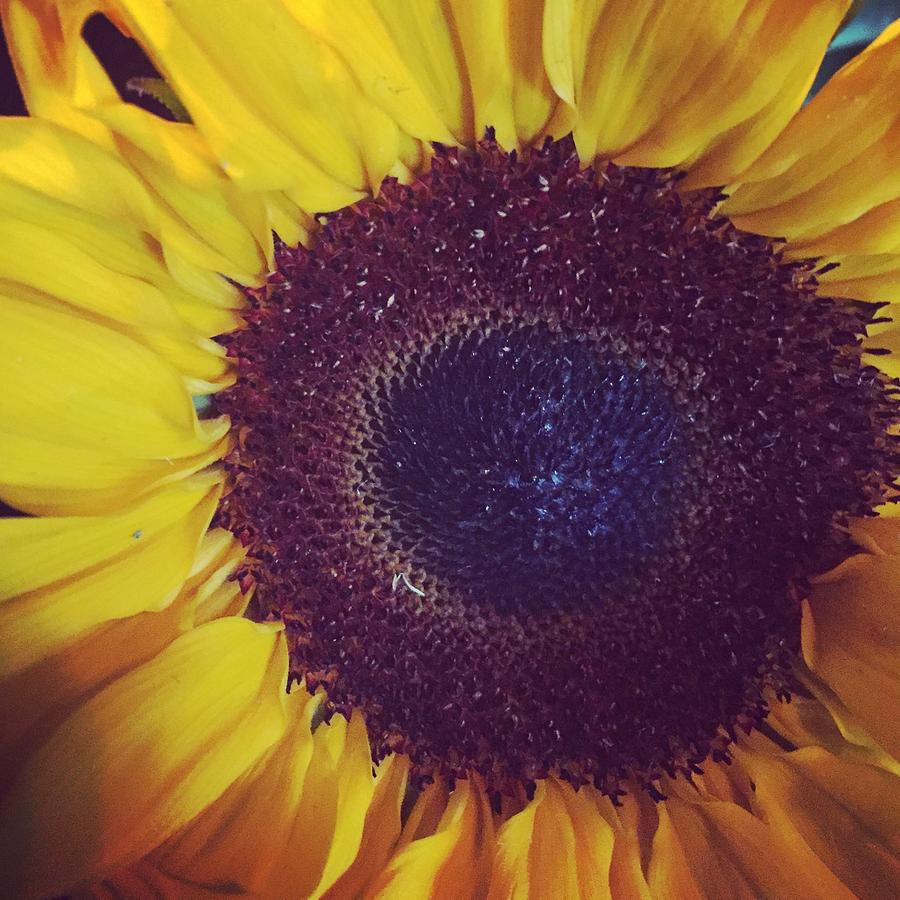 Sunflower Photograph by Thomas Hamm