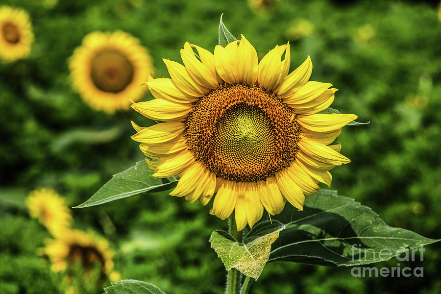 Sunflower   Photograph by Thomas Marchessault