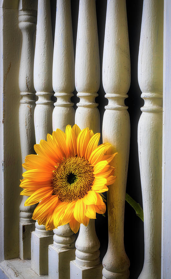 Sunflower Through Window Frame Photograph by Garry Gay