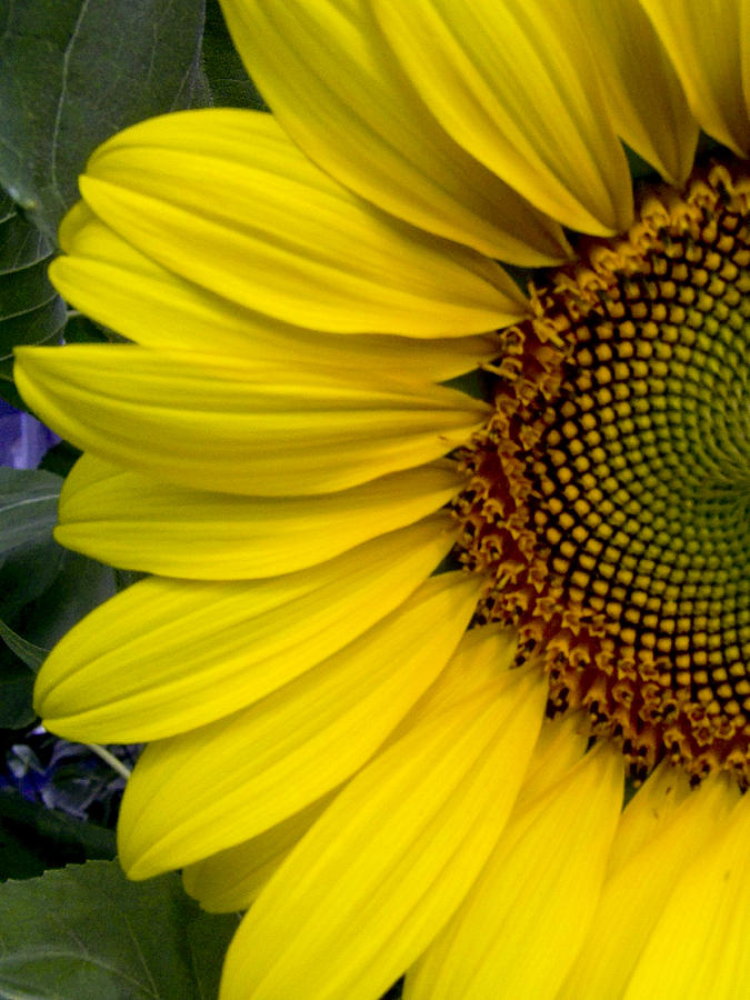 Sunflower Photograph - Sunflower by Tiffany Wright