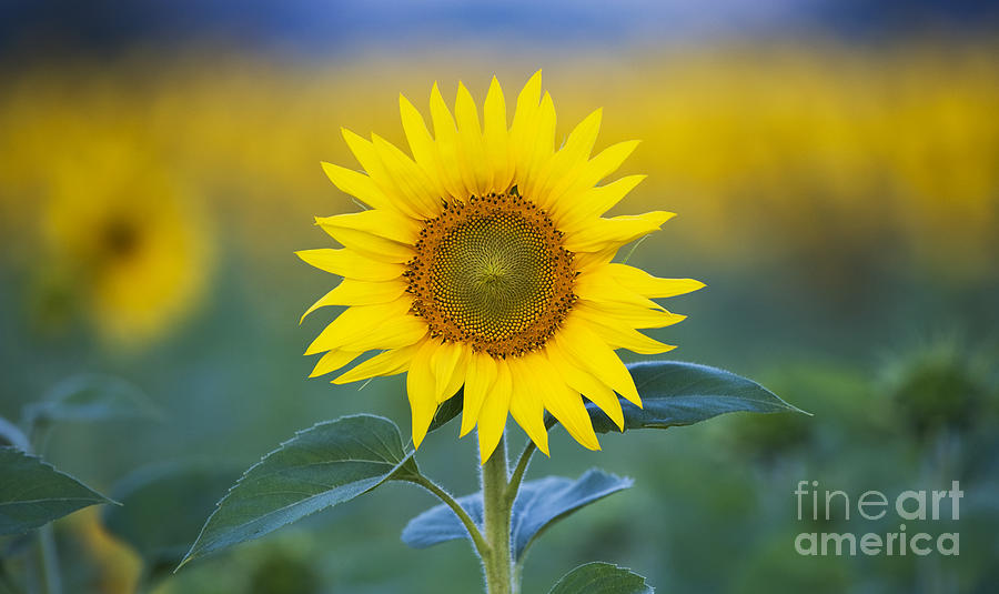 Sunflower Photograph by Tim Gainey