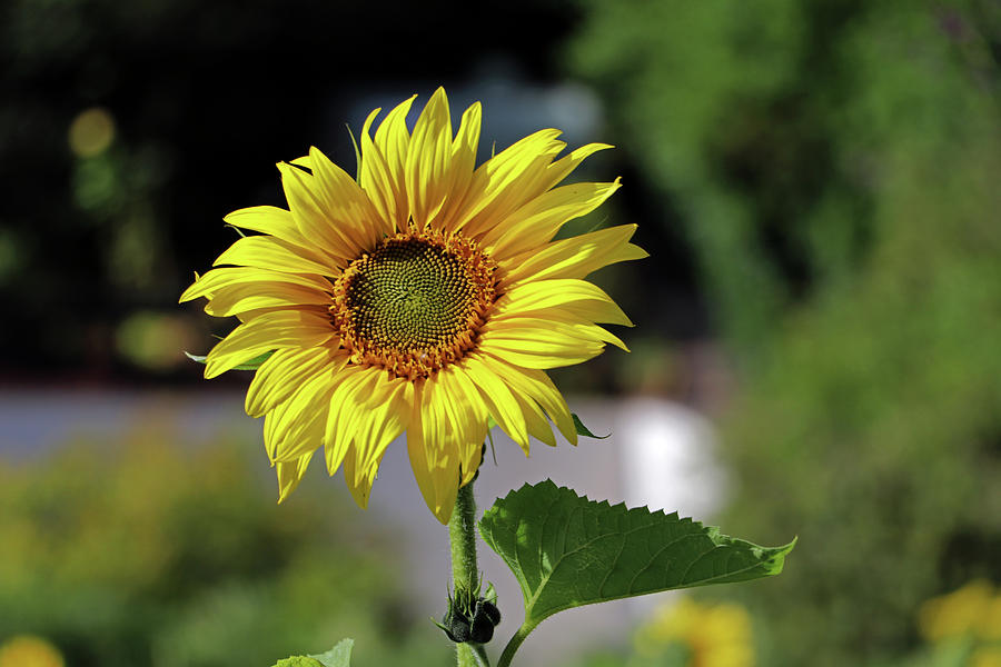 Sunflower Photograph by Tony Murtagh