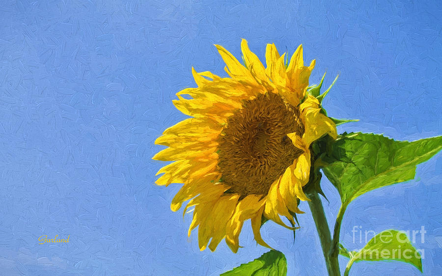 Sunflower Tracking The Sun Mixed Media by Garland Johnson