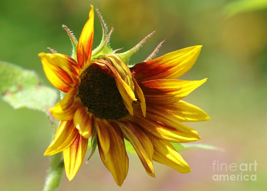 Sunflower Trendsetter Photograph by Sabrina L Ryan