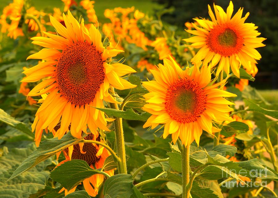Sunflower Trio Photograph by Adam Jewell