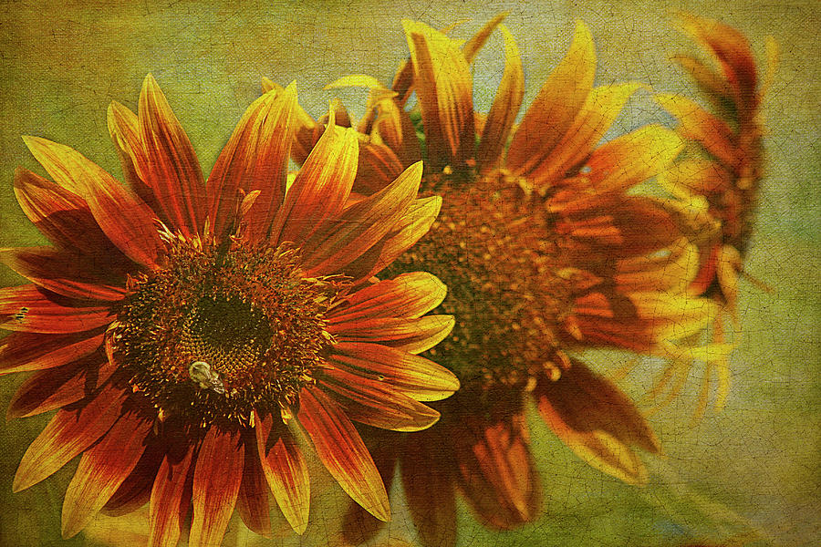 Sunflower Trio Photograph by Cindi Ressler