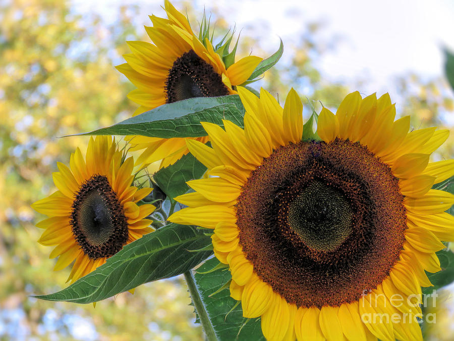 Sunflower Trio Photograph by Janice Drew
