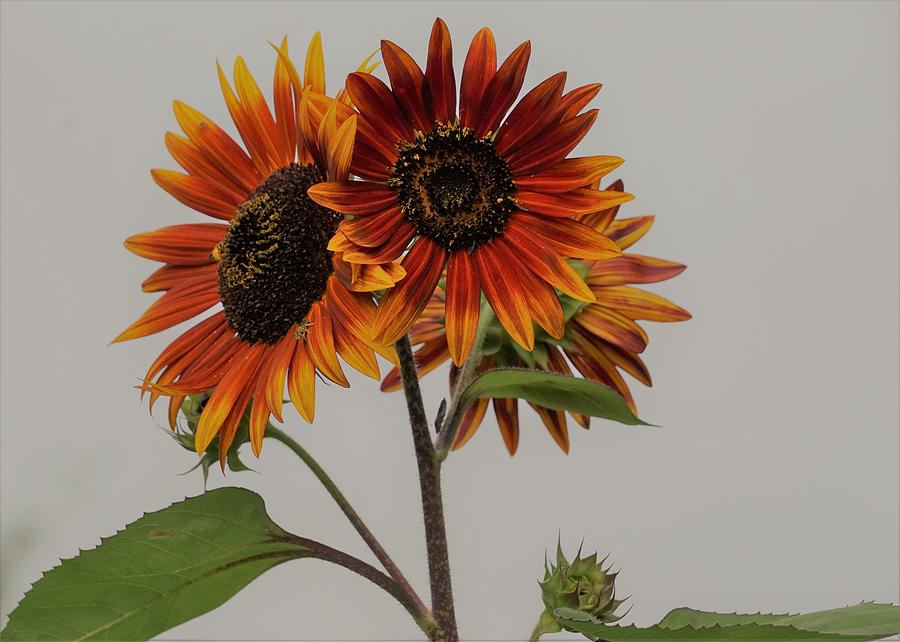 Sunflower Trio Photograph by Karen Beasley