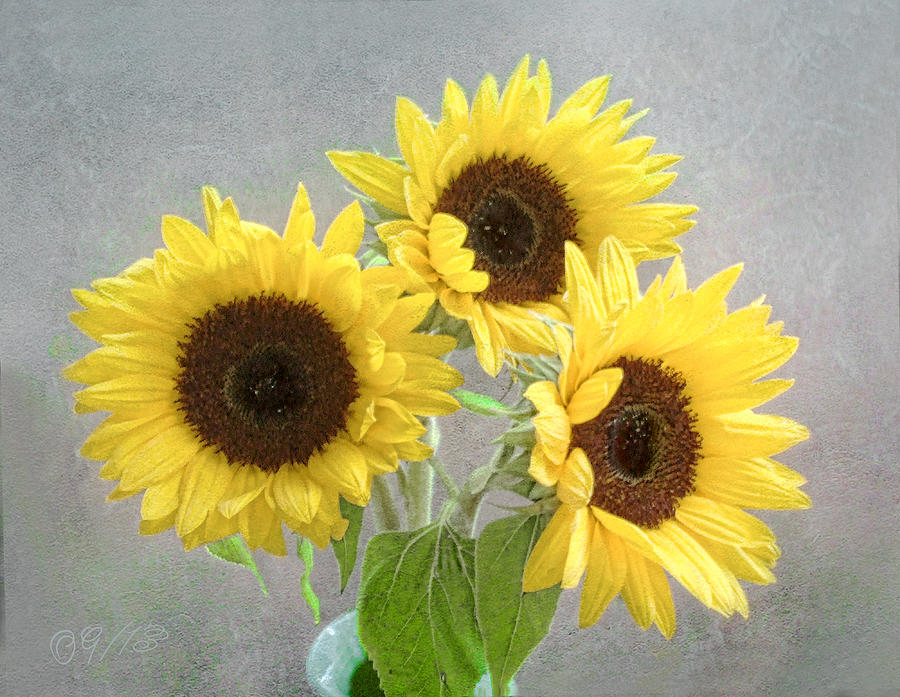 Sunflower Trio Photograph by Louise Kumpf