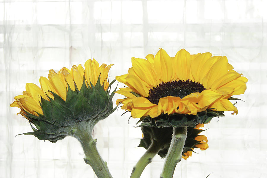 Sunflower Trio Photograph by Margie Avellino