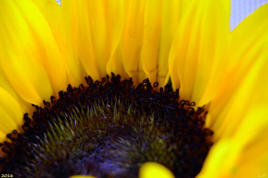 Sunflower Two Photograph by Lisa Wooten