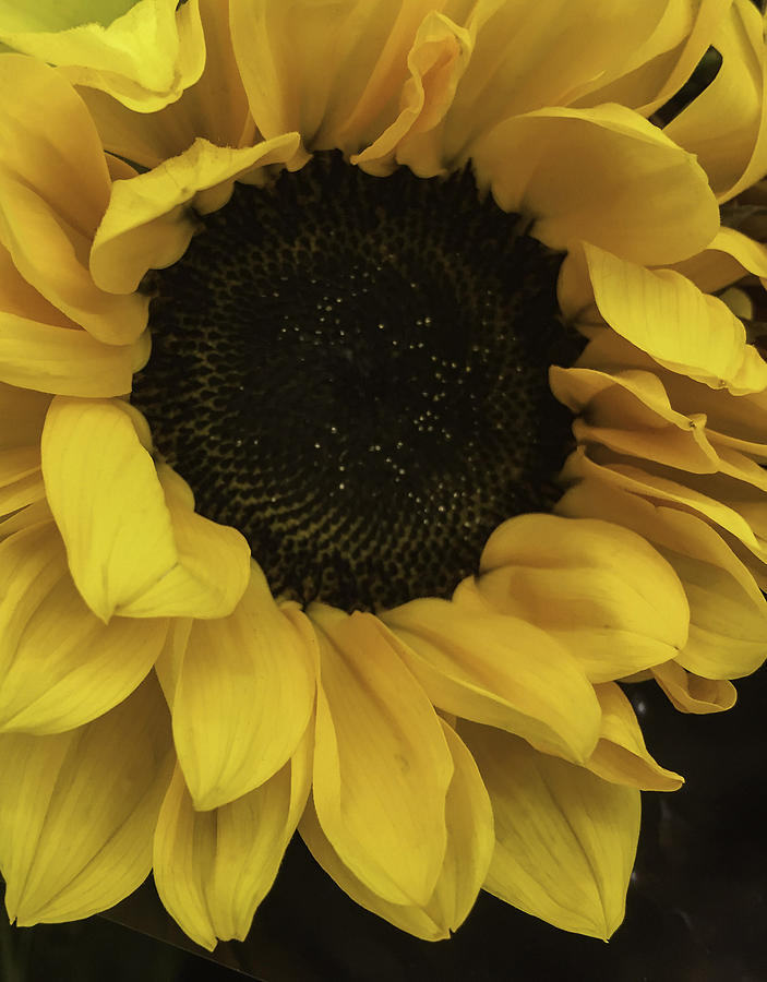 Sunflower Up Close Photograph by Arlene Carmel