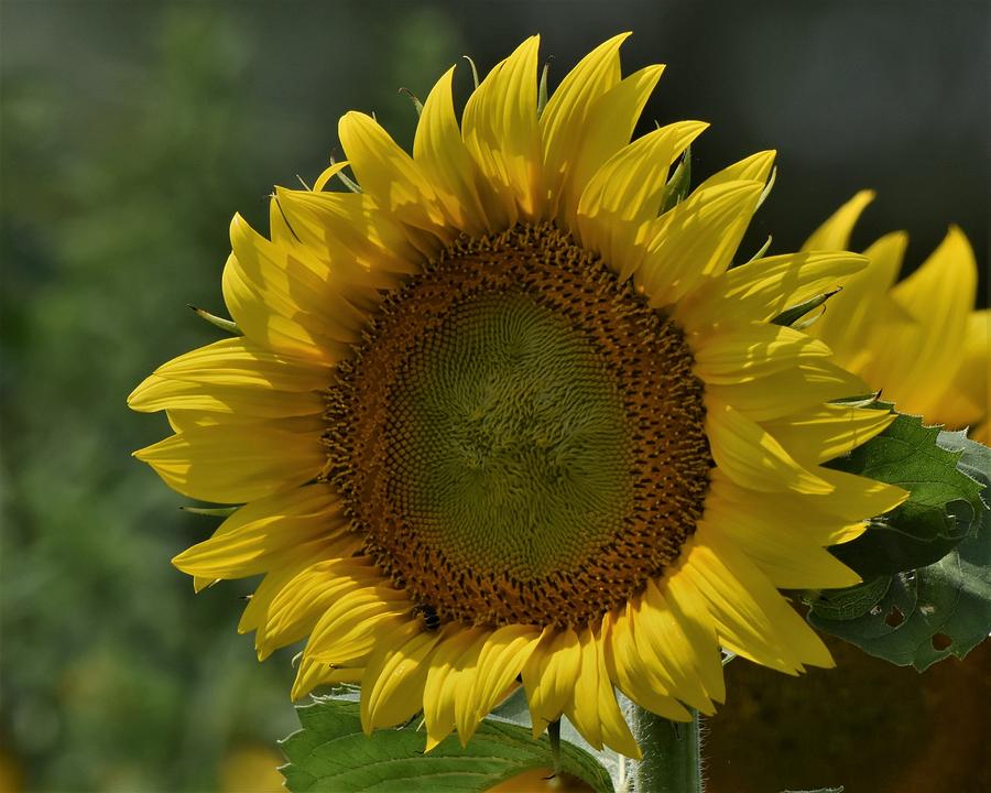 Sunflower up close Photograph by Dwight Eddington - Fine Art America