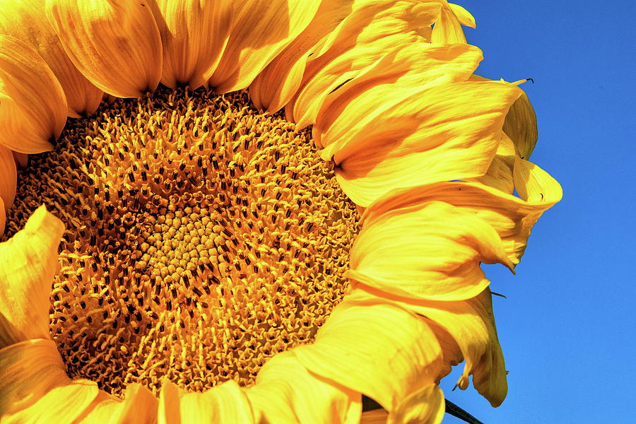 Sunflower Up Close Photograph by Tony Hake