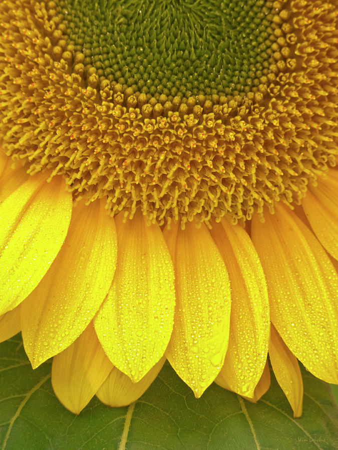 Sunflower Photograph - Sunflower Up Close by Wim Lanclus