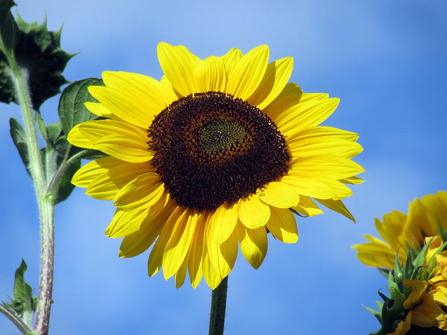  Sunflower Photograph by Vesna Martinjak