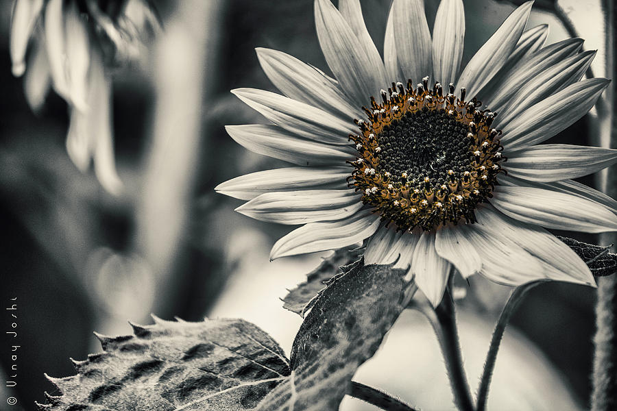 Sunflower Pyrography by Vinay Joshi - Fine Art America