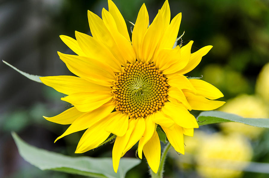 SunFlower Photograph by Vinod Baskaran - Fine Art America