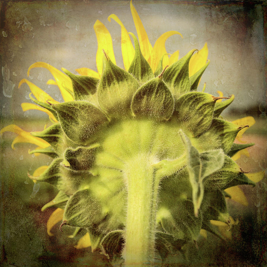 Sunflower - Vintage Print Photograph by Stephen Stookey