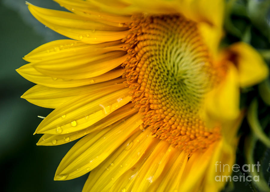 Sunflower Photograph by Viviana  Nadowski