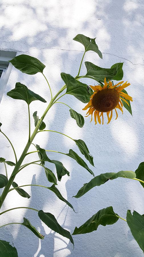 Sunflower Wall Photograph by Rob Hans