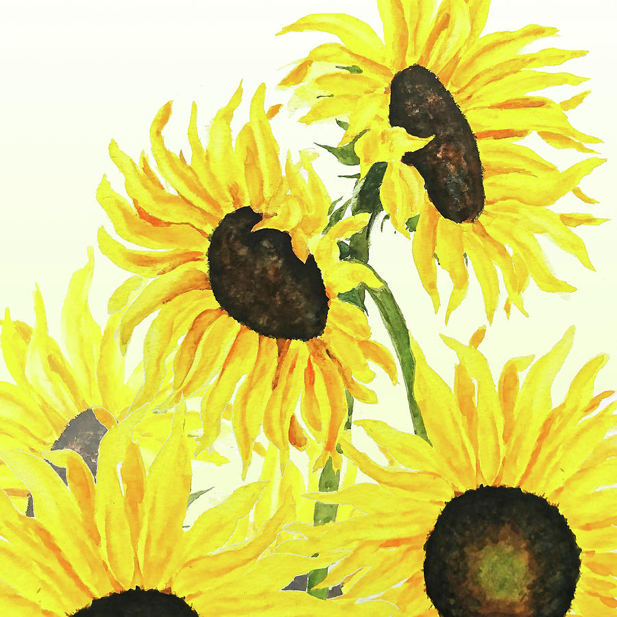 Sunflower Watercolor 3 Painting by Color Color - Fine Art America