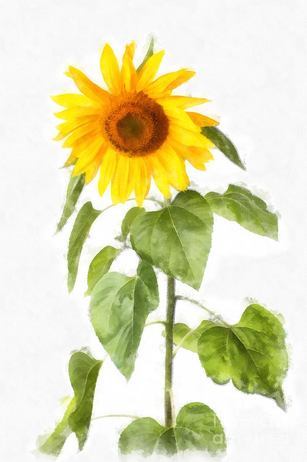 Sunflower Watercolor Digital Art by Edward Fielding