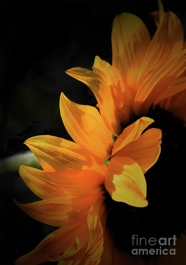 Sunflower Wave Photograph by Carol Lloyd