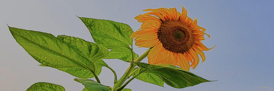 Sunflower Wild Photograph by Amanda Smith